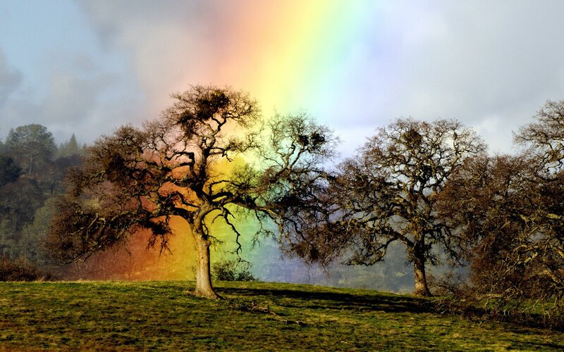 Rainbow over bare trees