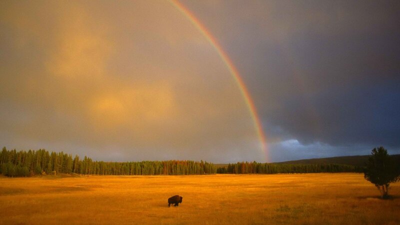 Rainbow over bison field