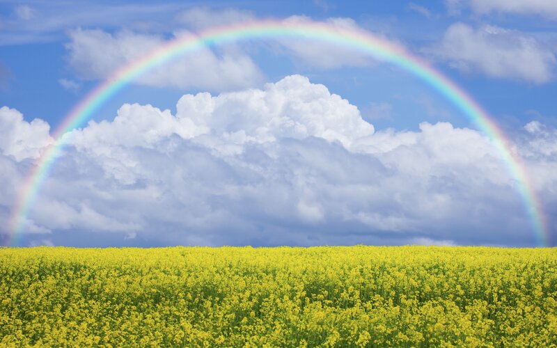 Rainbow over Canola Field