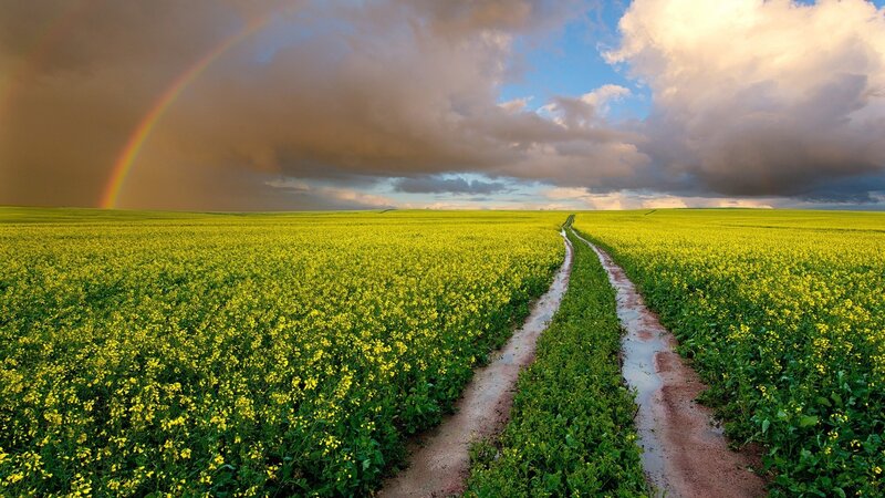 Rainbow over Canola Field — Yellow, Dramatic, Afternoon, Photograph, Clouds