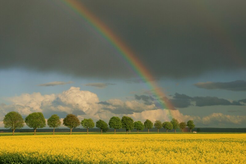 Rainbow over Canola Field — Yellow, Dramatic, Afternoon, Photograph
