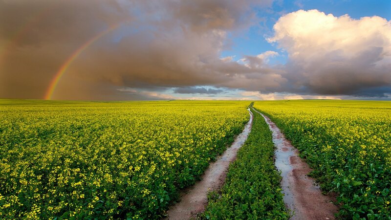 Rainbow over Canola Field — Yellow, Dramatic