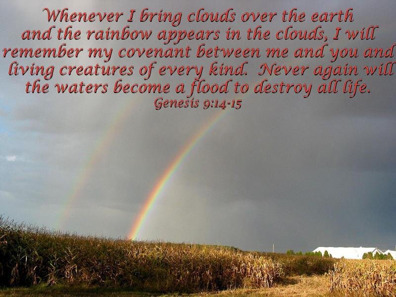 Rainbow over Cornfield — Gray