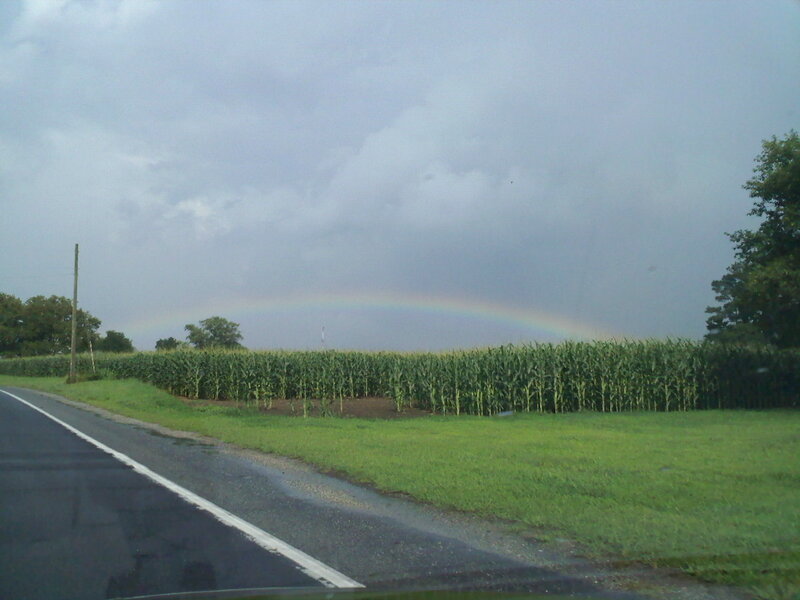 Rainbow over Cornfield