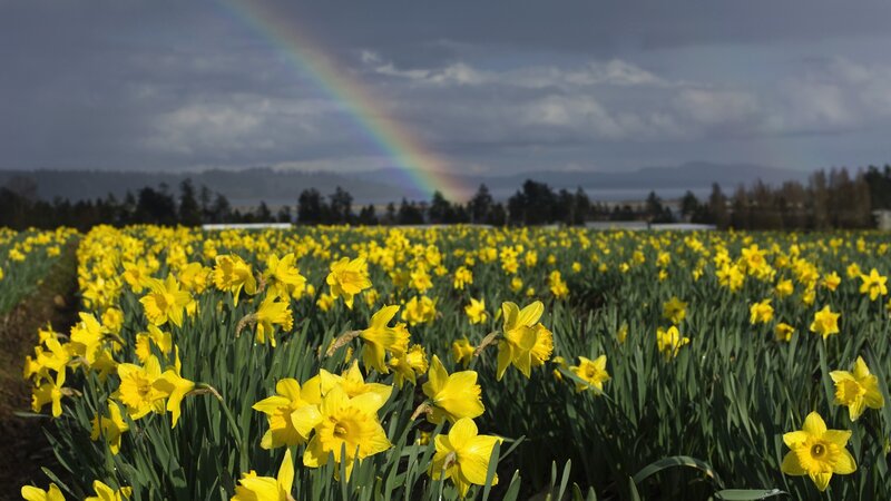 Rainbow over daffodil field