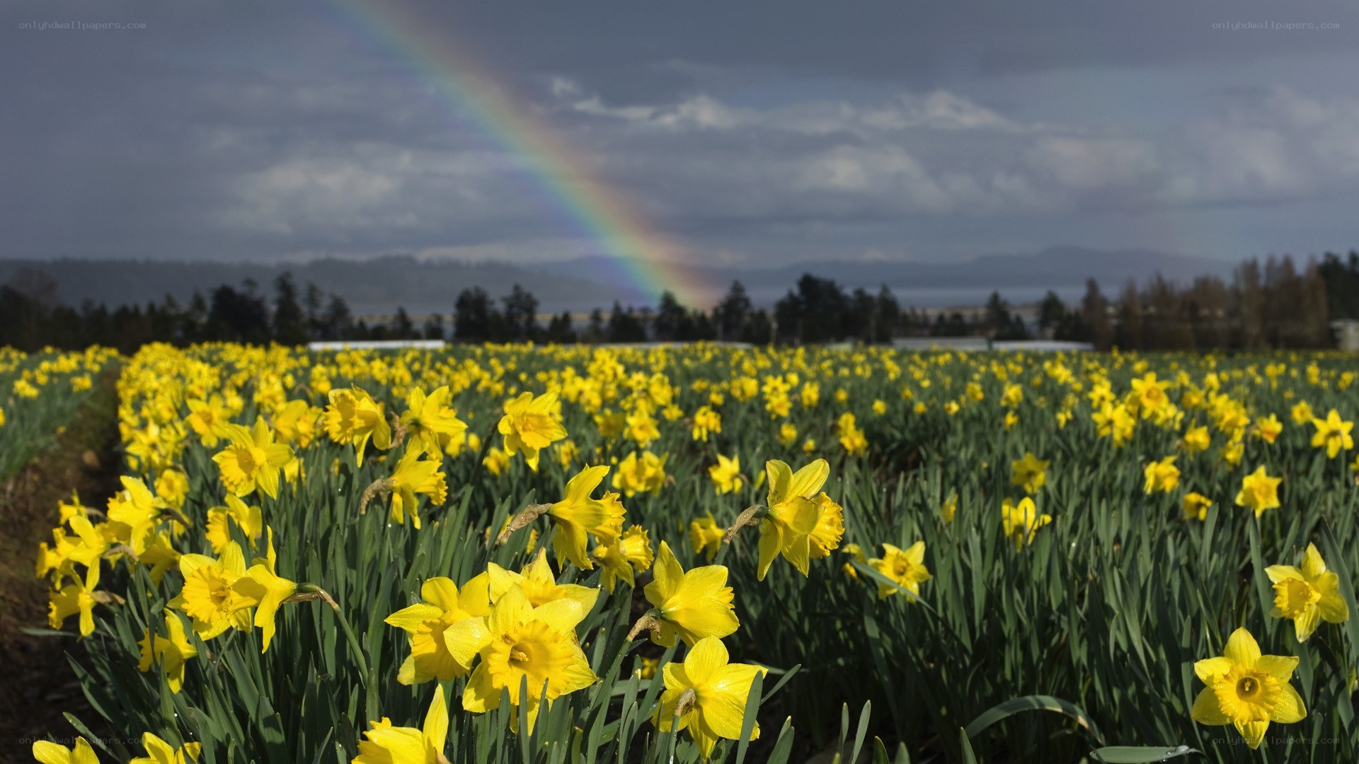 Rainbow over daffodil field