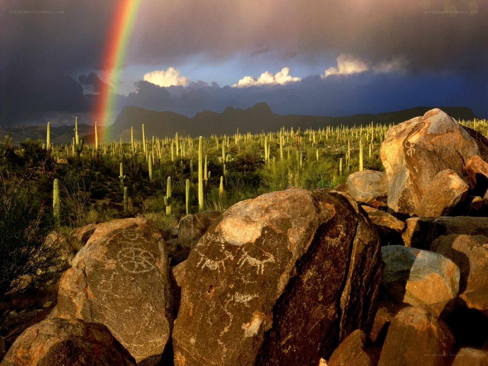Rainbow over desert cacti