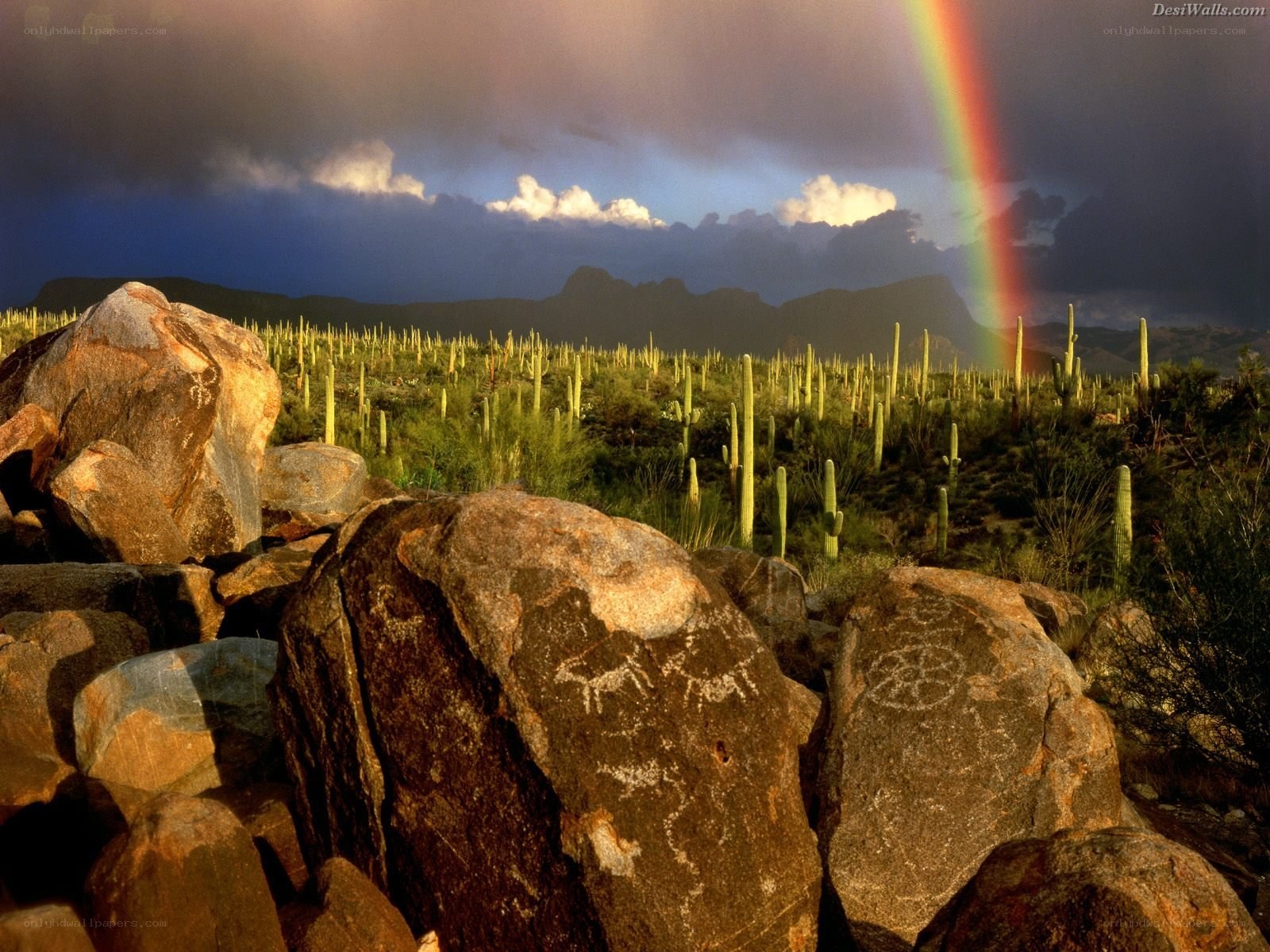 Rainbow over desert cactus field