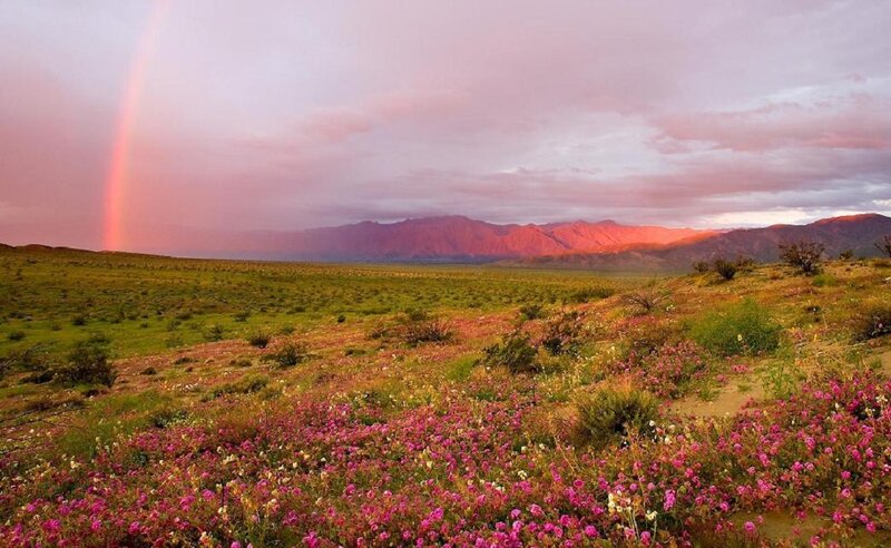 Rainbow over Desert Flowers — Pink, Serene