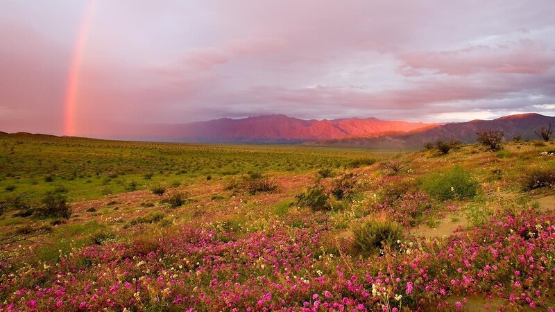 Rainbow over Desert Flowers — Pink
