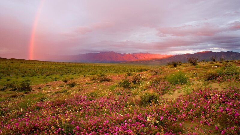 Rainbow over desert flowers