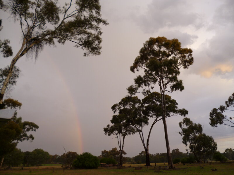 Rainbow over Eucalyptus Trees