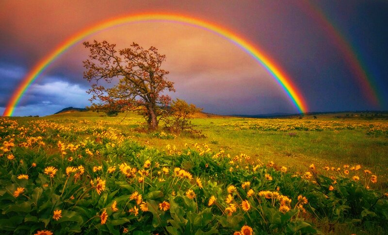 Rainbow over Flower Field — Green