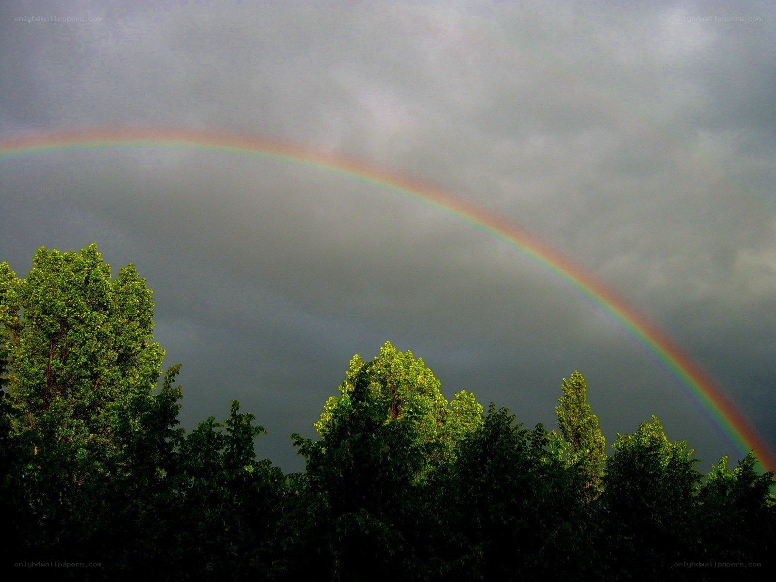 Rainbow over forest canopy