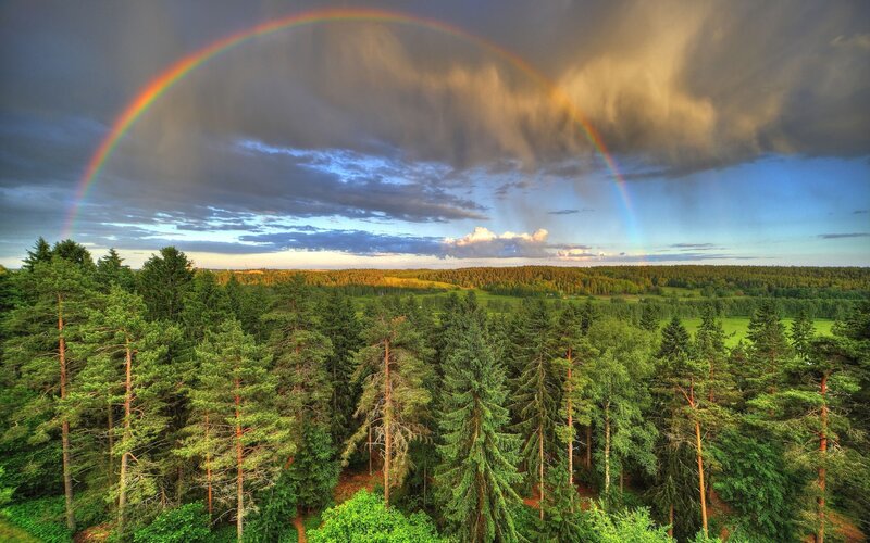 Rainbow over Forest — Green, Dramatic, Afternoon, Photograph