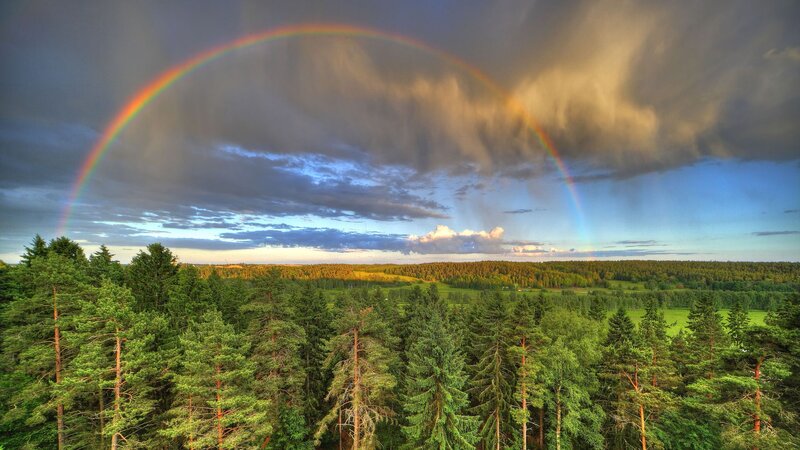 Rainbow over Forest — Green, Dramatic, Afternoon