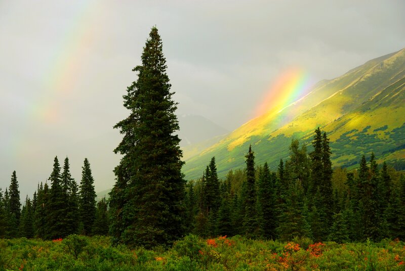 Rainbow over Forest — Green, Serene