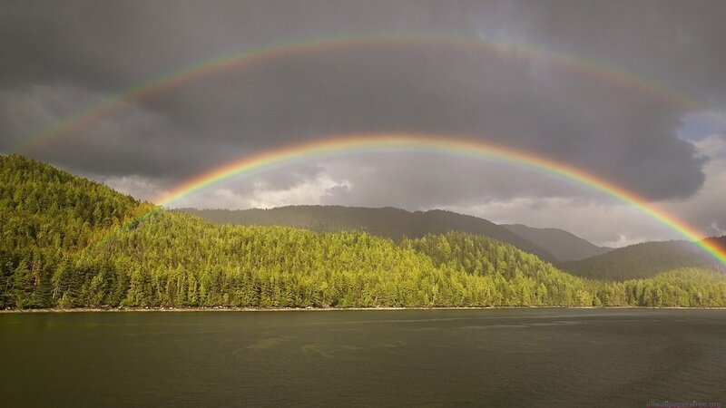 Rainbow over forest lake