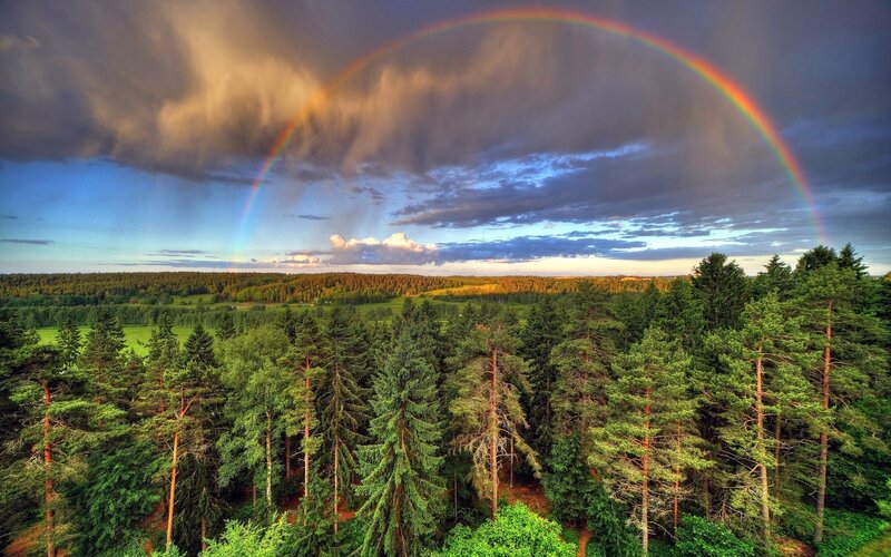 Rainbow over forest landscape