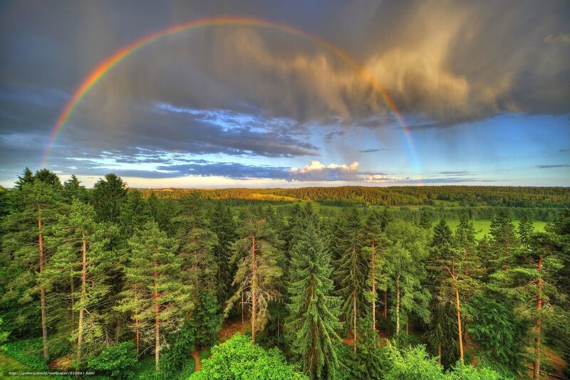 Rainbow over forest landscape