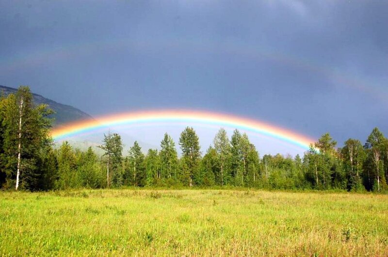 Rainbow over forest meadow