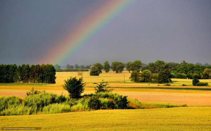 Rainbow over golden fields