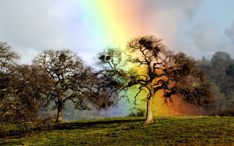 Rainbow over leafless trees