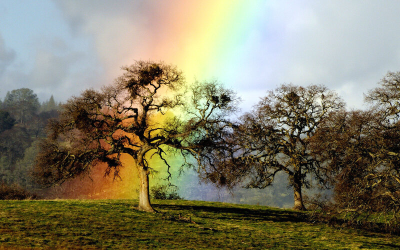 Rainbow over Oak Trees — Green, Serene, Afternoon, Photograph