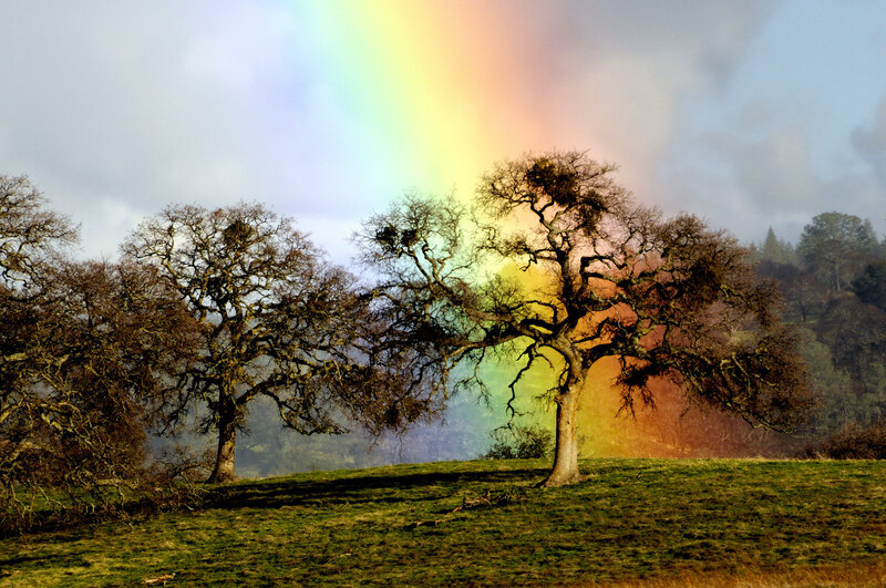 Rainbow over Oak Trees — Green, Serene, Afternoon