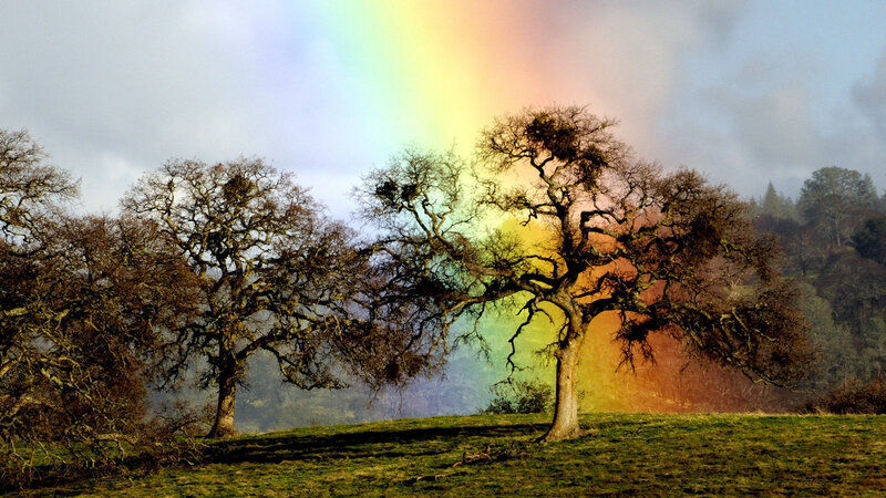Rainbow over Oak Trees — Green, Serene