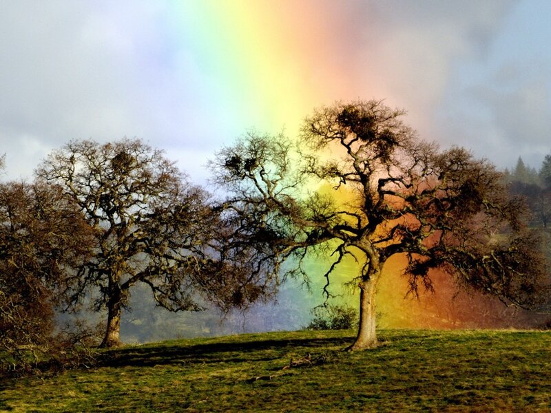 Rainbow over Oak Trees — Green