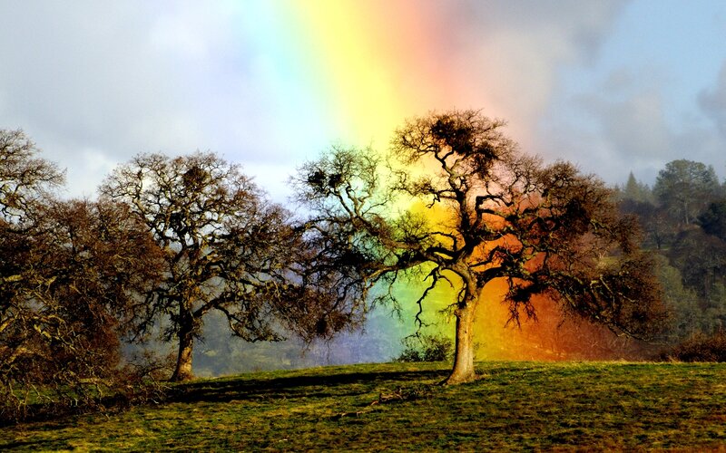 Rainbow over Oak Trees