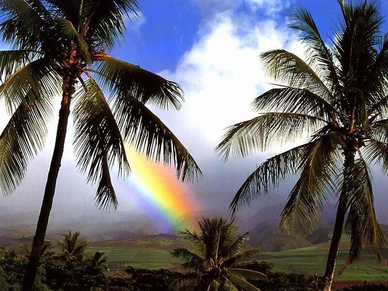 Rainbow over Palm Trees