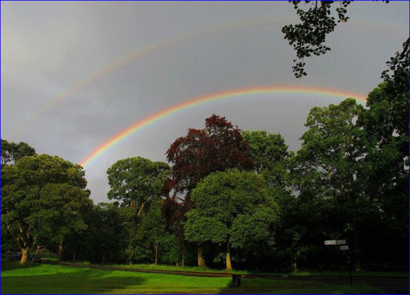 Rainbow over Park Trees