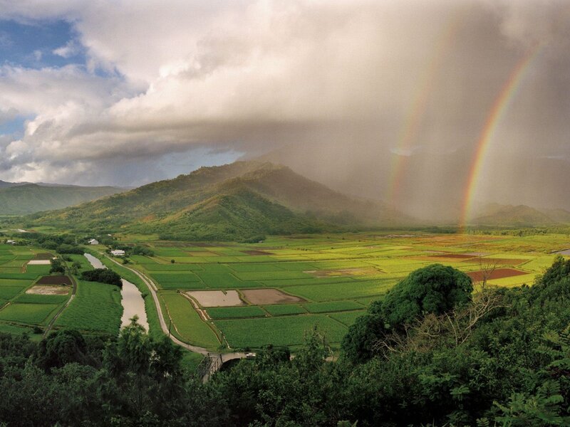 Rainbow over Rice Fields — Green, Dramatic, Afternoon