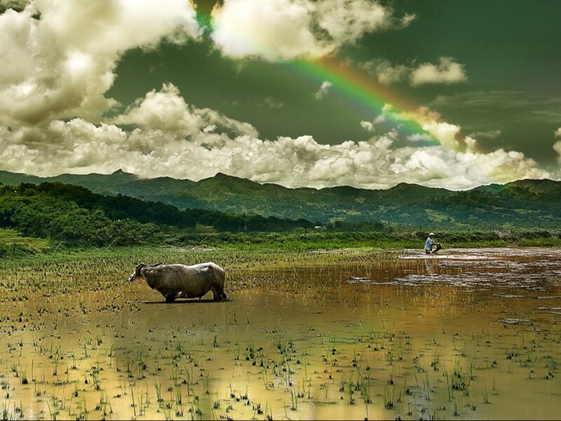 Rainbow over rice paddy