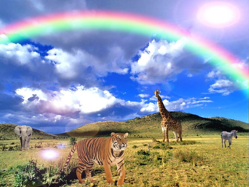 Rainbow over safari animals