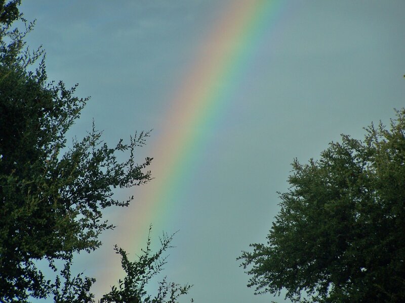 Rainbow over trees