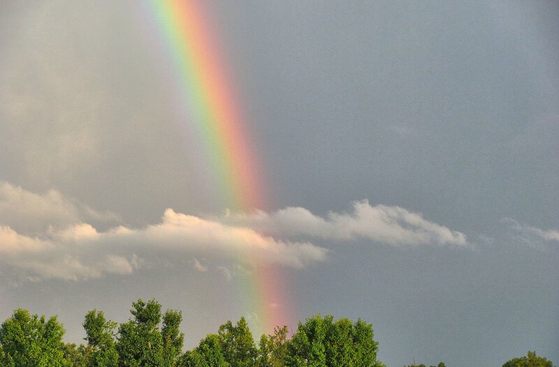 Rainbow over Trees — Gray, Dramatic, Photograph