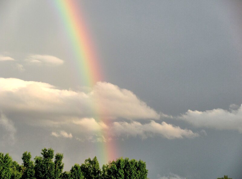 Rainbow over Trees — Gray, Dramatic