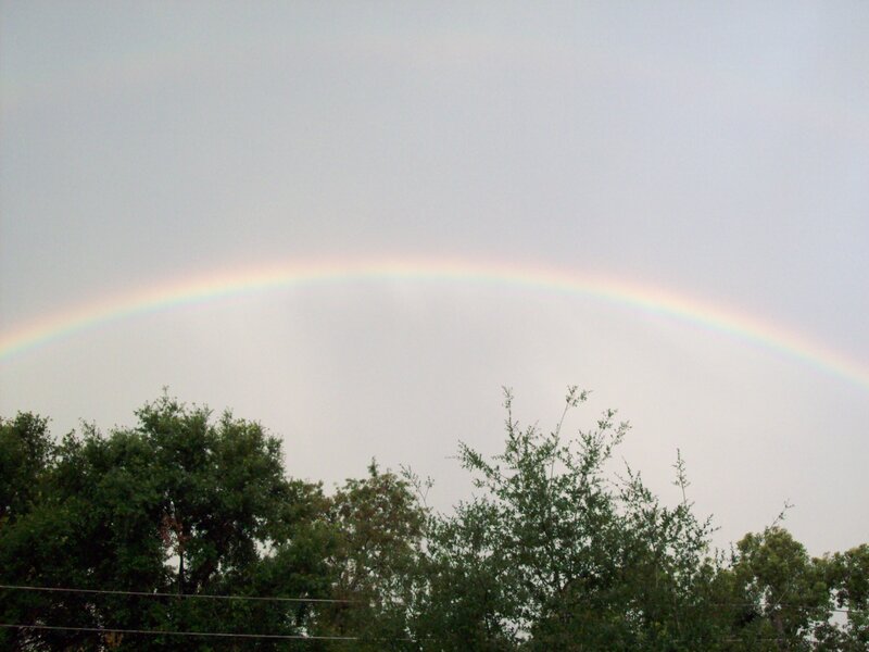 Rainbow over Trees — Gray