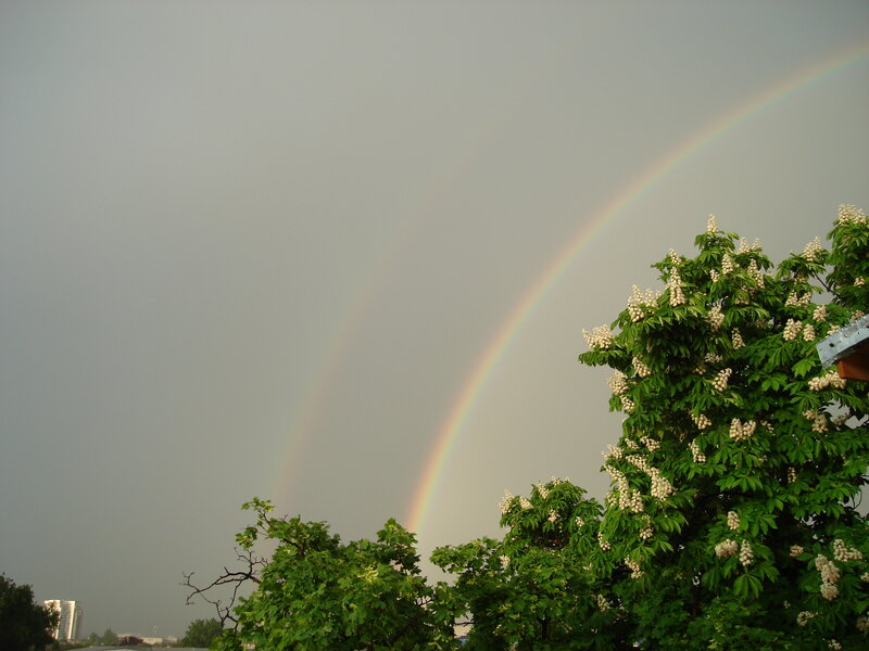 Rainbow over Trees — Green, Serene