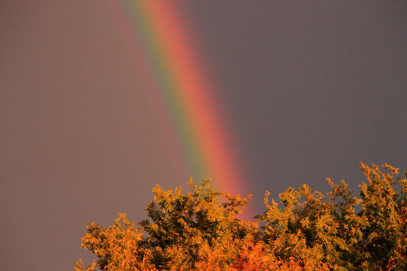 Rainbow over Trees — Orange