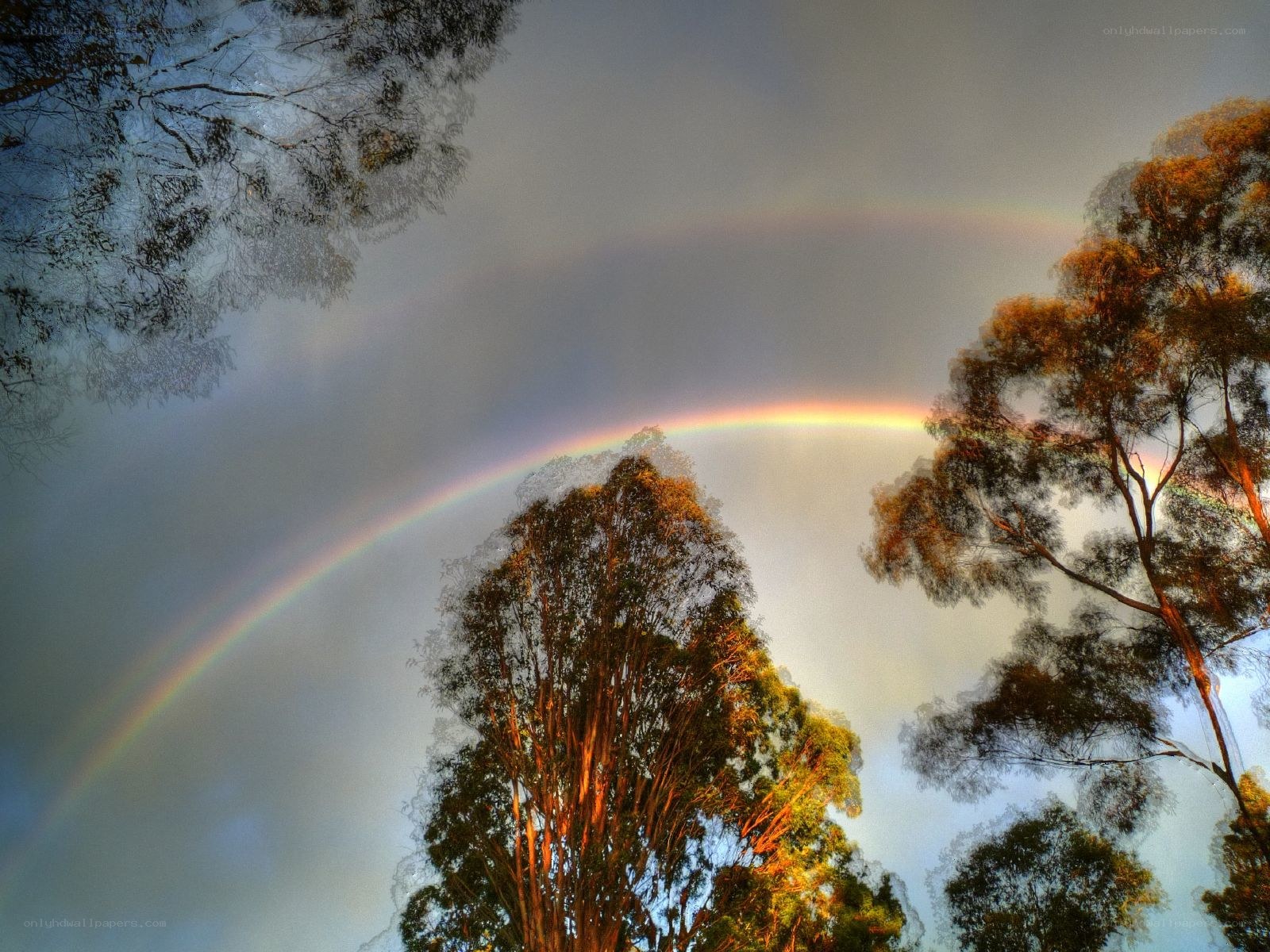 Rainbow over trees