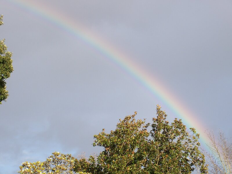 Rainbow over treetops