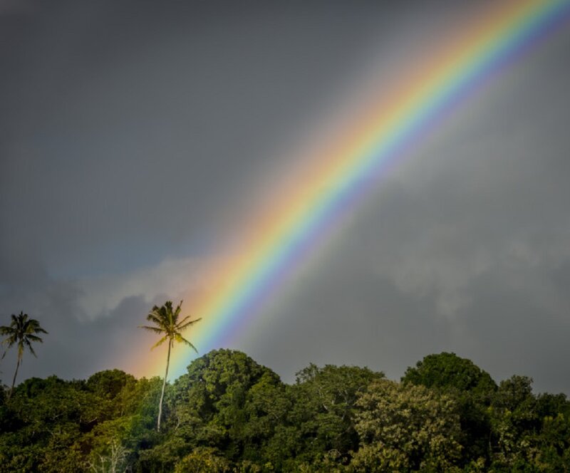 Rainbow over Tropical Trees