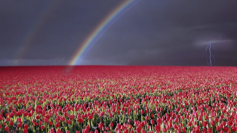 Rainbow over tulip field