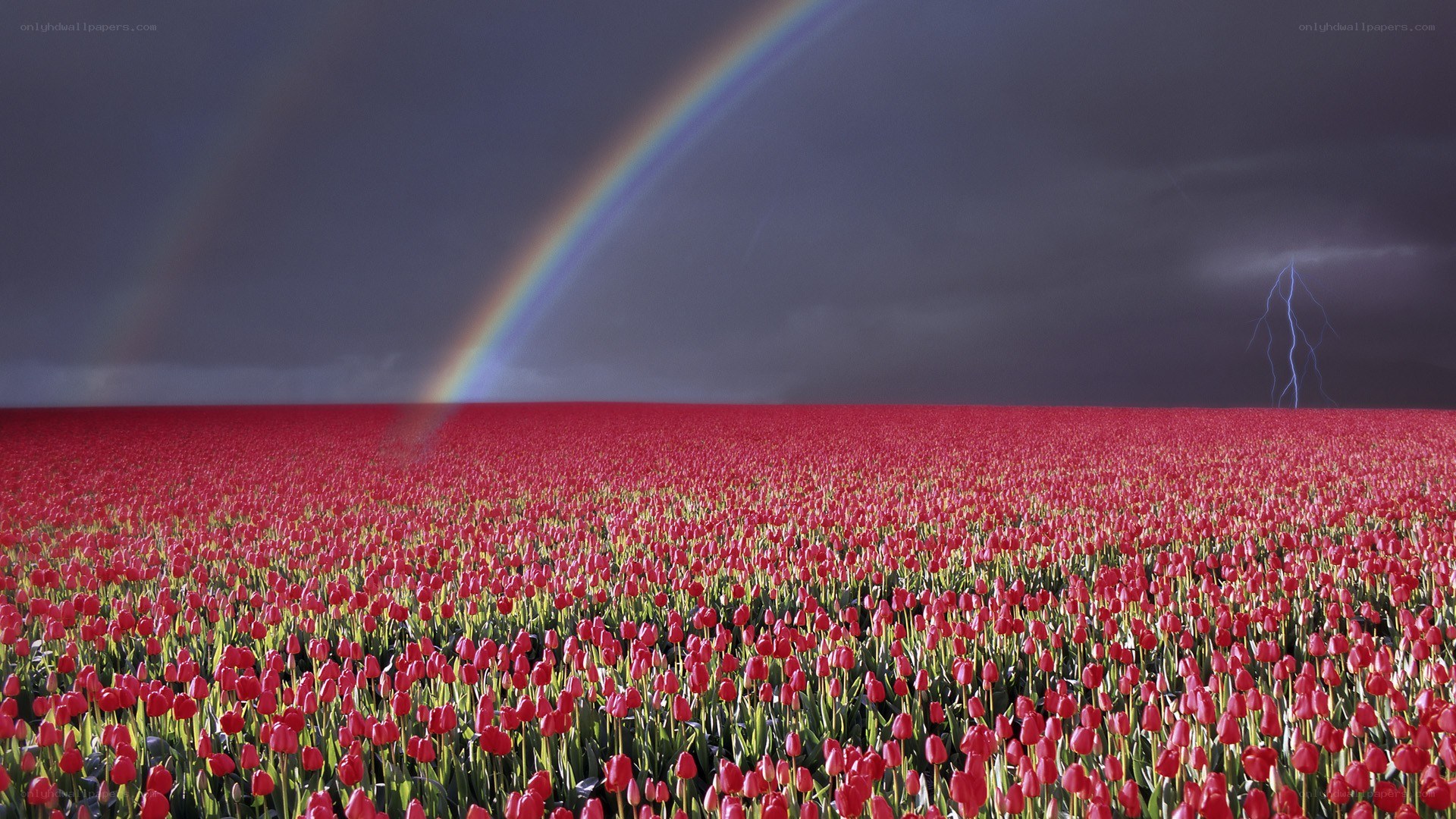 Rainbow over tulip field
