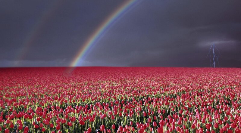 Rainbow over tulip field