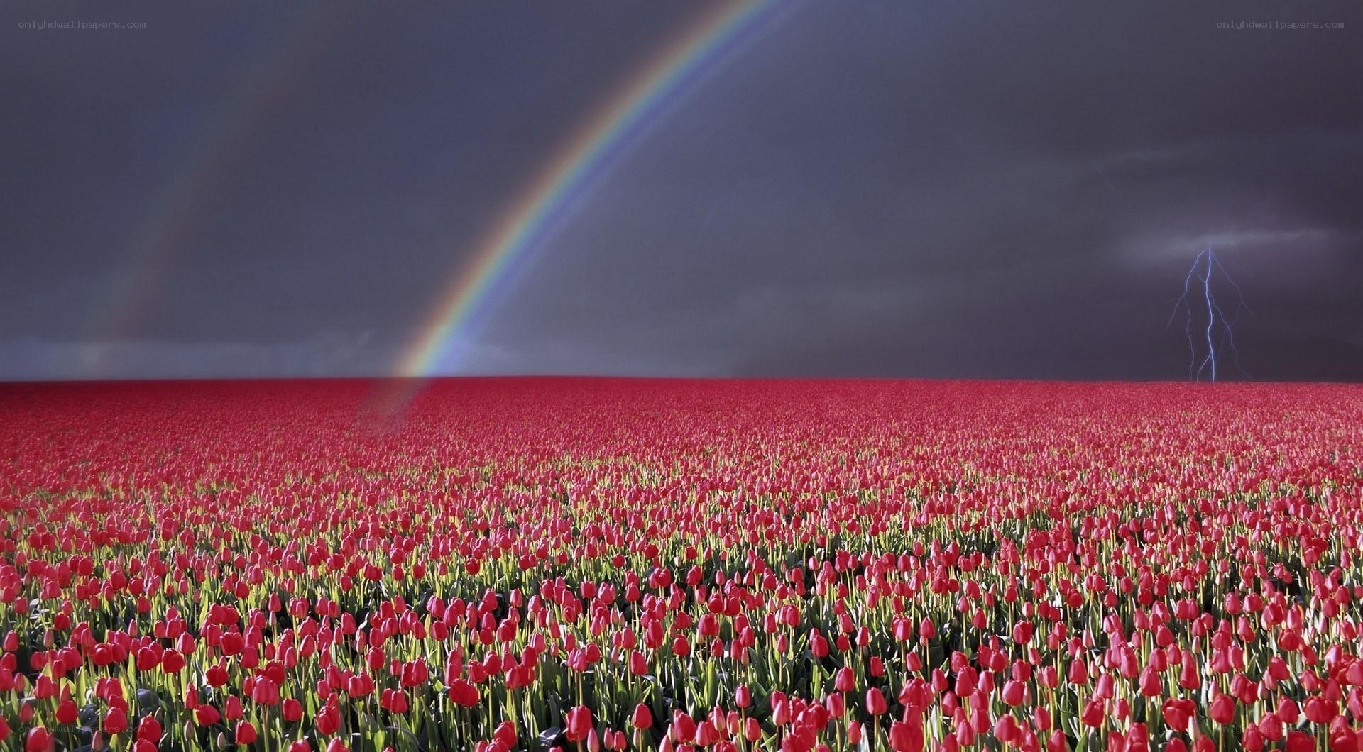 Rainbow over tulip field